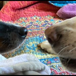 Meet your Posher, Monique